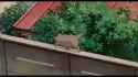 Whisper_of_the_Heart_1995_720p_BrRip_x0r_30NAMA_thumb.jpg
