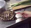 Turtle hot pepper_thumb.jpg