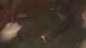 1733209450543097_thumb.jpg