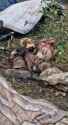 Cat dog food (no sound)_thumb.jpg