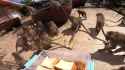 Monkeys being fed bread (no sound)_thumb.jpg