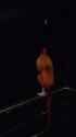 1748743145225476_thumb.jpg