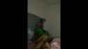 Mr Goldenshaft007 Lets Somali girl Shanty kabeer Ride his Dick_thumb.jpg