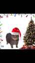 OIA Cat Sings Jingle Bell Rock!_thumb.jpg