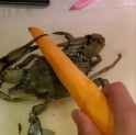 ThisHalvesTheCrab_thumb.jpg