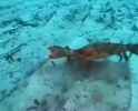 swimming crab_thumb.jpg