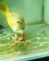 MrPuffs_thumb.jpg