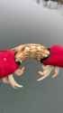 ThisIsHowCrabMafiaWorks_thumb.jpg