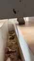 CHINA TOILET VOYEUR DIARRHEA - ThisVid com_thumb.jpg