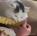 do cats poop corrn like us_thumb.jpg
