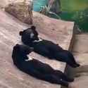 Reddit; 15n1knvoi02ec; 2020.09.14; Two sun bears relaxing_thumb.jpg