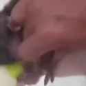Scary makak in cage_thumb.jpg