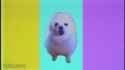 DogeDance_thumb.jpg