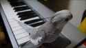 singing_parrot_thumb.jpg