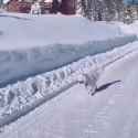 happy snow dog_thumb.jpg