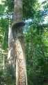 Snake climbing a tree_thumb.jpg
