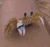 crab-rubbing-613015054