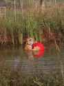 tigerwithredball_thumb.jpg