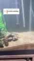 turtle scratcher-360_thumb.jpg