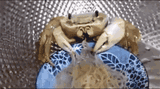 incentraipark-crab-511077687