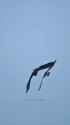Eagle robs Osprey_thumb.jpg