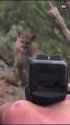 cougar_thumb.jpg