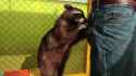 sly cooper_thumb.jpg