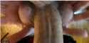 aBJ_thumb.jpg