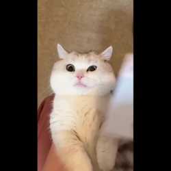 feeeline_thumb.jpg