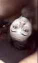 1706179170701469_thumb.jpg