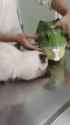 horrible woman feeds kitty to gator_thumb.jpg