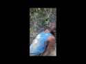 cotton pickin joe (1)_thumb.jpg
