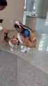 Hanging-out-with-Scooter-at-Wondercon-cute-dog-cosplay-doggie-fun-rachelpizzolato-cosplayer-1920p-30fps-H264-128kbit-AAC_1_thumb.jpg