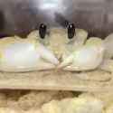 @0325Zaki suncrab_thumb.jpg