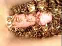 Crickets_thumb.jpg