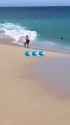 Jessica the whale can&#039;t swim, goes to the beach anyways_thumb.jpg