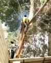 Tyrone&#039;s Tree Cutting Service (w sound)_thumb.jpg