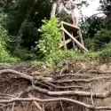 roots radical_thumb.jpg