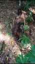 Rotting Goblina Corpse hanging from a tree in a tropical jungle_thumb.jpg