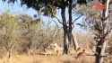Leopard Stealth Drop On Antelope From Tree - Big Cat Hunting In Africa_thumb.jpg