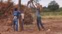 Mexican Vaqueros Rescue Cow Stuck in Tree_thumb.jpg