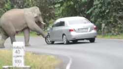 elephants gone wild_thumb.jpg