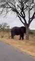 elephant - fuck your roads_thumb.jpg