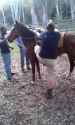 horse kick_thumb.jpg
