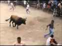 bull mauling_thumb.jpg