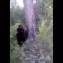 Follow the Bear_thumb.jpg
