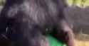 Hungre Gorilla_thumb.jpg