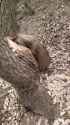 beaver ACK_thumb.jpg