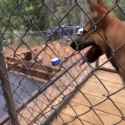 mauled by deutsche shepherd_thumb.jpg