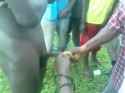 African STD Treatment_thumb.jpg